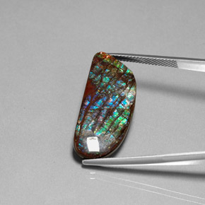 Ammolite multicolore naturale da 16,86 ct, forma fantasia, opaco