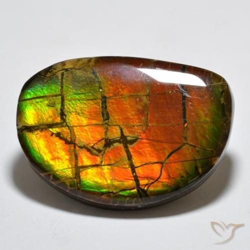 Ammolite Multicolore naturale da 17.11 ct, Taglio a fantasia, Opaco
