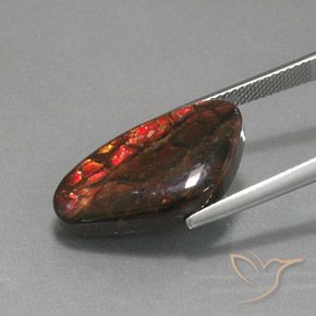 Ammolite Multicolore naturale da 12.58 ct, Taglio a fantasia, Opaco