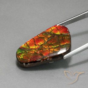 Ammolite Multicolore naturale da 18.59 ct, Taglio a fantasia, Opaco