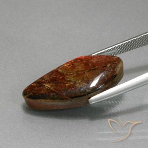 Ammolite Multicolore naturale da 11.37 ct, Taglio a fantasia, Opaco