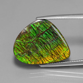 Ammolite naturale multicolore da 12,97 ct, forma fantasia, opaco