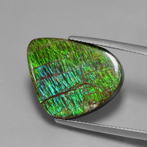 Ammolite naturale multicolore da 12,97 ct, forma fantasia, opaco