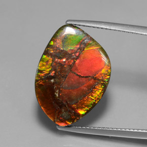 Ammolite naturale multicolore da 13,21 ct, forma fantasia, opaco