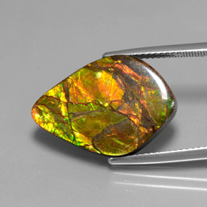 Ammolite naturale multicolore da 10,41 ct, forma fantasia, opaco