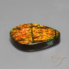 Ammolite Multicolore naturale da 14.79 ct, Taglio a fantasia, Opaco