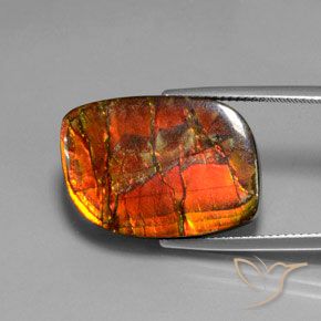 Ammolite Multicolore naturale da 17.18 ct, Taglio a fantasia, Opaco