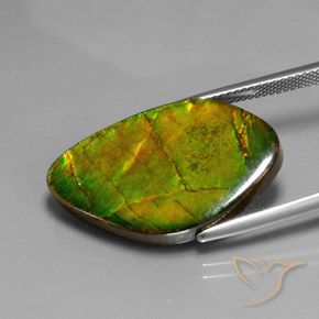 Ammolite Multicolore naturale da 15.41 ct, Taglio a fantasia, Opaco