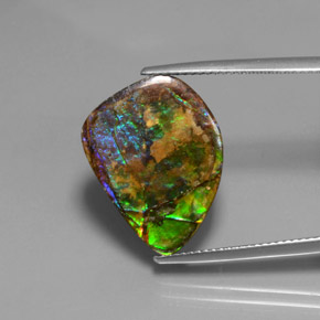 Ammolite Multicolore naturale da 10.38 ct, Forma fantasia, Opaco