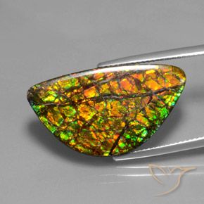 Ammolite Multicolore naturale da 17.66 ct, Taglio a fantasia, Opaco