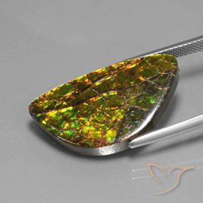 Ammolite Multicolore naturale da 17.66 ct, Taglio a fantasia, Opaco