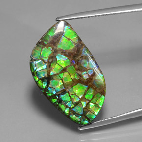 Ammolite Multicolore naturale da 16.96 ct, Forma fantasia, Opaco