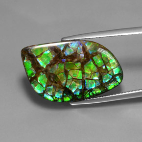 Ammolite Multicolore naturale da 16.96 ct, Forma fantasia, Opaco