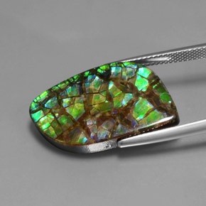 Ammolite Multicolore naturale da 16.96 ct, Forma fantasia, Opaco