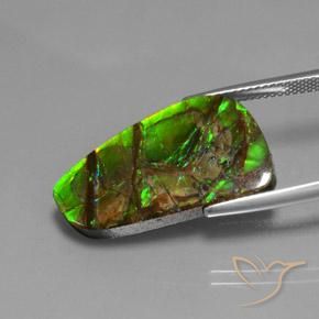 Ammolite Multicolore naturale da 12.43 ct, Taglio a fantasia, Opaco