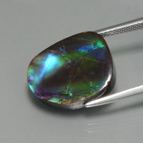Ammolite Multicolore naturale da 8.30 ct, Forma fantasia, Opaco