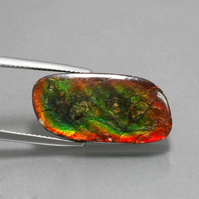 Ammolite Multicolore naturale da 12.96 ct, Forma fantasia, Opaco