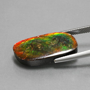 Ammolite Multicolore naturale da 12.96 ct, Forma fantasia, Opaco