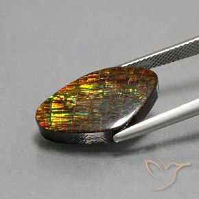 Ammolite Multicolore naturale da 10.29 ct, Taglio a fantasia, Opaco