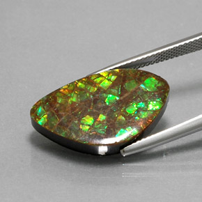 Ammolite Multicolore naturale da 11.61 ct, Forma fantasia, Opaco
