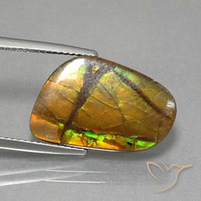 Ammolite Multicolore naturale da 8.36 ct, Taglio a fantasia, Opaco