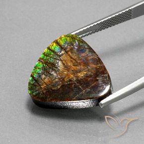 Ammolite Multicolore naturale da 12.33 ct, Taglio trillion, Opaco