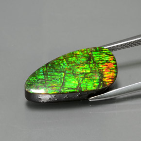 Ammolite Multicolore naturale da 7.57 ct, Forma fantasia, Opaco