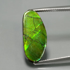 Ammolite naturale multicolore da 6,87 ct, forma fantasia, opaco