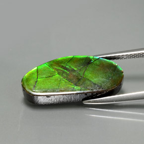 Ammolite naturale multicolore da 6,87 ct, forma fantasia, opaco