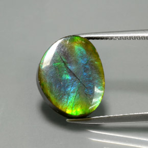 Ammolite Multicolore naturale da 7.03 ct, Forma fantasia, Opaco