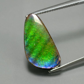 Ammolite Multicolore naturale da 6.53 ct, Forma fantasia, Opaco