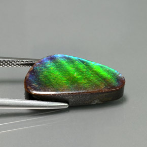 Ammolite Multicolore naturale da 6.53 ct, Forma fantasia, Opaco