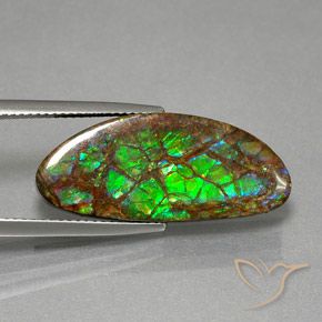 Ammolite Multicolore naturale da 12.02 ct, Taglio a fantasia, Opaco