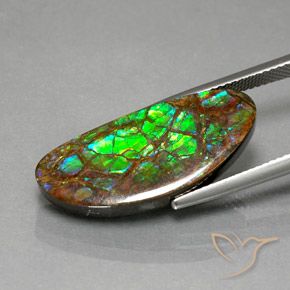 Ammolite Multicolore naturale da 12.02 ct, Taglio a fantasia, Opaco