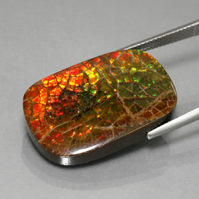Ammolite multicolore naturale da 31,31 ct, taglio a cuscino, opaco