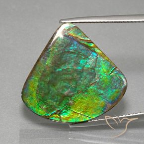 Ammolite Multicolore naturale da 19.82 ct, Forma fantasia, Opaco