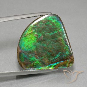 Ammolite Multicolore naturale da 19.82 ct, Forma fantasia, Opaco