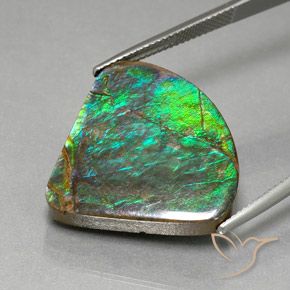 Ammolite Multicolore naturale da 19.82 ct, Forma fantasia, Opaco