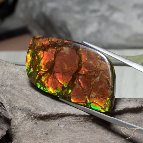 Ammolite Multicolore naturale da 26.89 ct, Taglio a fantasia, Opaco