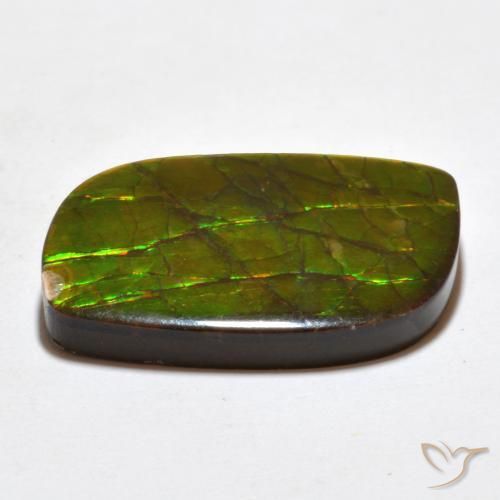 Ammolite Multicolore naturale da 19.27 ct, Taglio a fantasia, Opaco