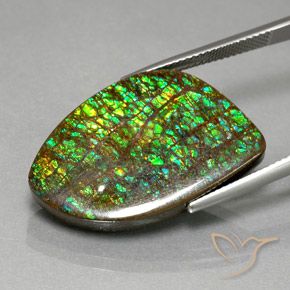 Ammolite Multicolore naturale da 21.29 ct, Taglio a fantasia, Opaco