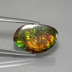 Ammolite Multicolore naturale da 7.40 ct, Forma fantasia, Opaco