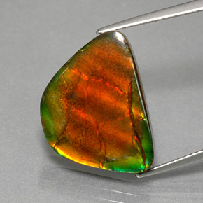 Ammolite Multicolore naturale da 9.79 ct, Forma fantasia, Opaco