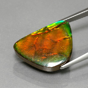 Ammolite Multicolore naturale da 9.79 ct, Forma fantasia, Opaco