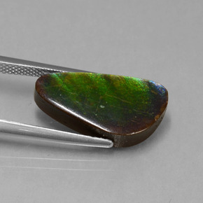 Ammolite Multicolore naturale da 6.53 ct, Forma fantasia, Opaco