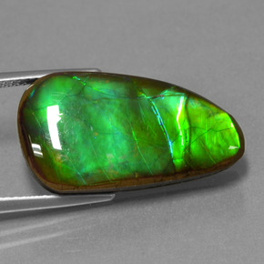 Ammolite Multicolore naturale da 12.83 ct, Forma fantasia, Opaco