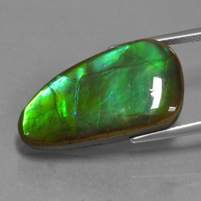 Ammolite Multicolore naturale da 12.83 ct, Forma fantasia, Opaco