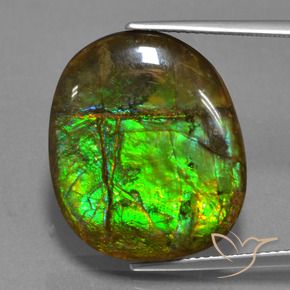 Ammolite Multicolore naturale da 16.29 ct, Taglio a fantasia, Opaco