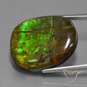 Ammolite Multicolore naturale da 16.29 ct, Taglio a fantasia, Opaco