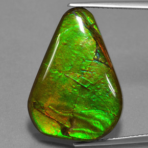 Ammolite Multicolore naturale da 17.46 ct, Forma fantasia, Opaco